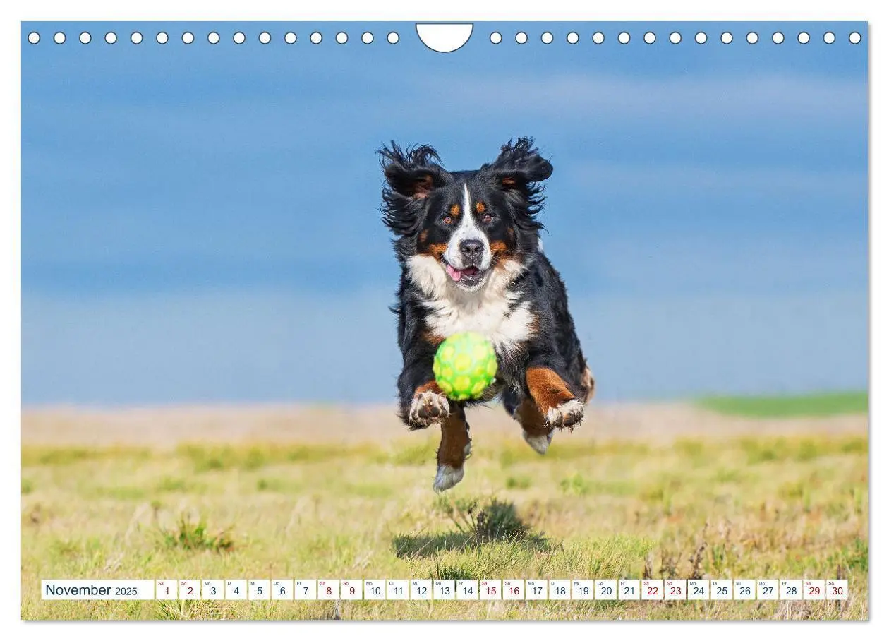 Bild: 9783435050321 | Berner Sennenhund - Ein Traum auf vier Pfoten (Wandkalender 2025...
