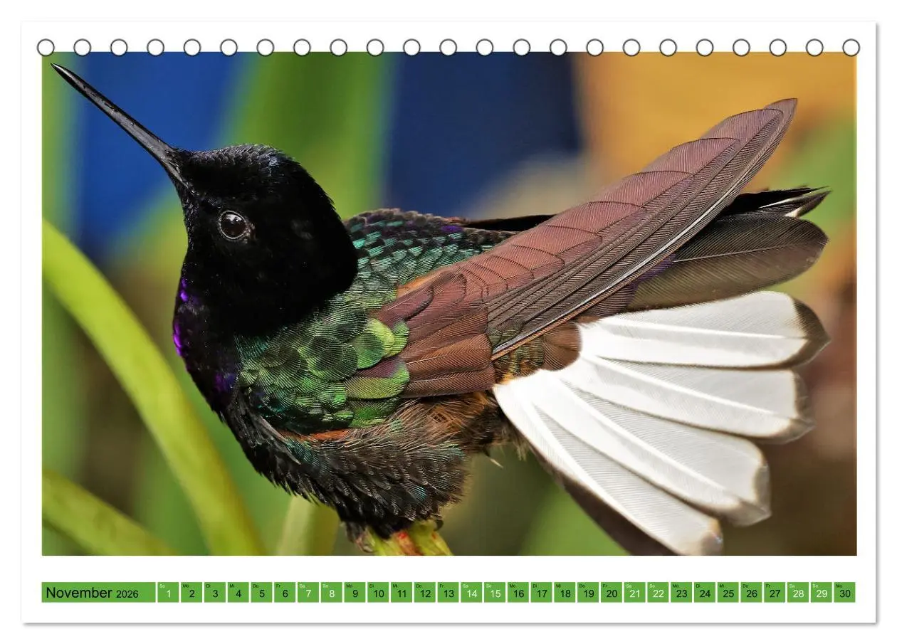 Bild: 9783457520321 | Kolibris; Anmut, Schönheit, Farben (Tischkalender 2026 DIN A5...