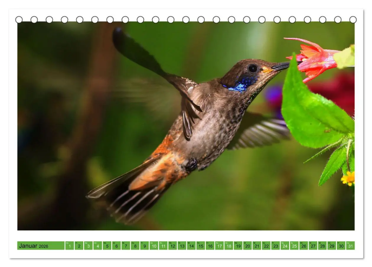 Bild: 9783457520321 | Kolibris; Anmut, Schönheit, Farben (Tischkalender 2026 DIN A5...
