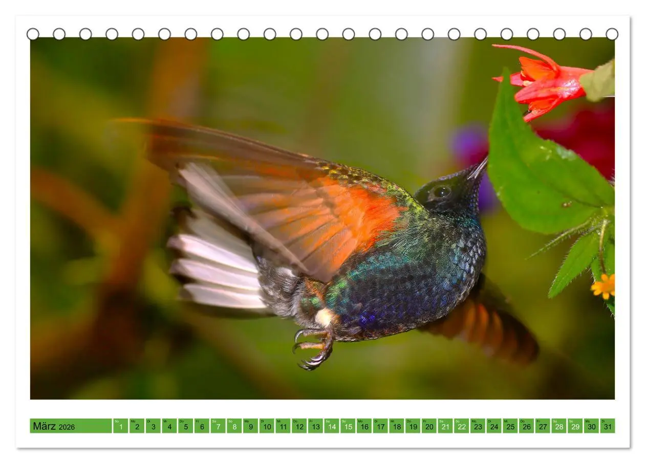 Bild: 9783457520321 | Kolibris; Anmut, Schönheit, Farben (Tischkalender 2026 DIN A5...