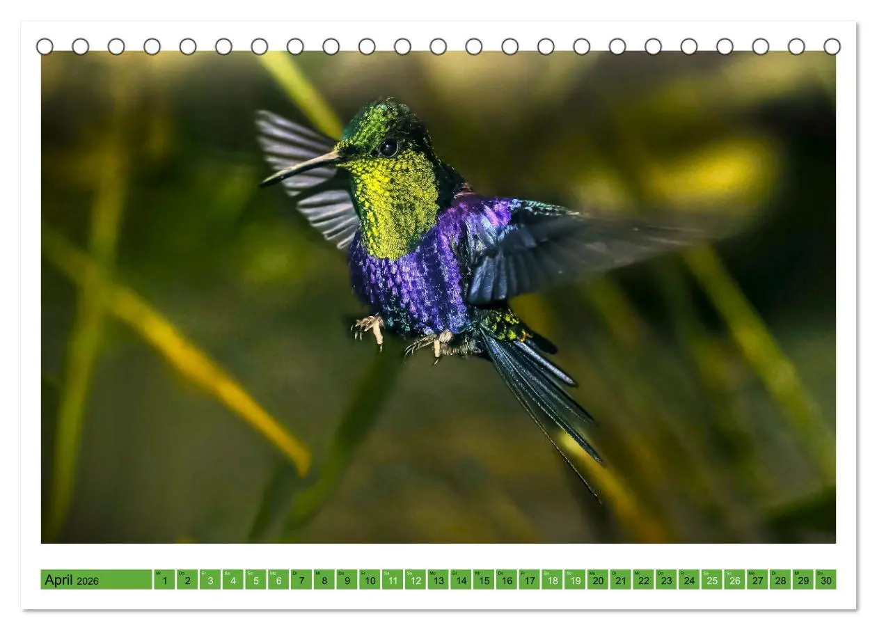 Bild: 9783457520321 | Kolibris; Anmut, Schönheit, Farben (Tischkalender 2026 DIN A5...