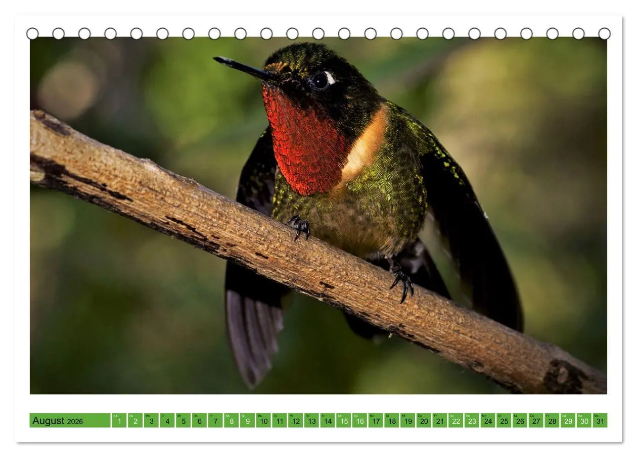 Bild: 9783457520321 | Kolibris; Anmut, Schönheit, Farben (Tischkalender 2026 DIN A5...