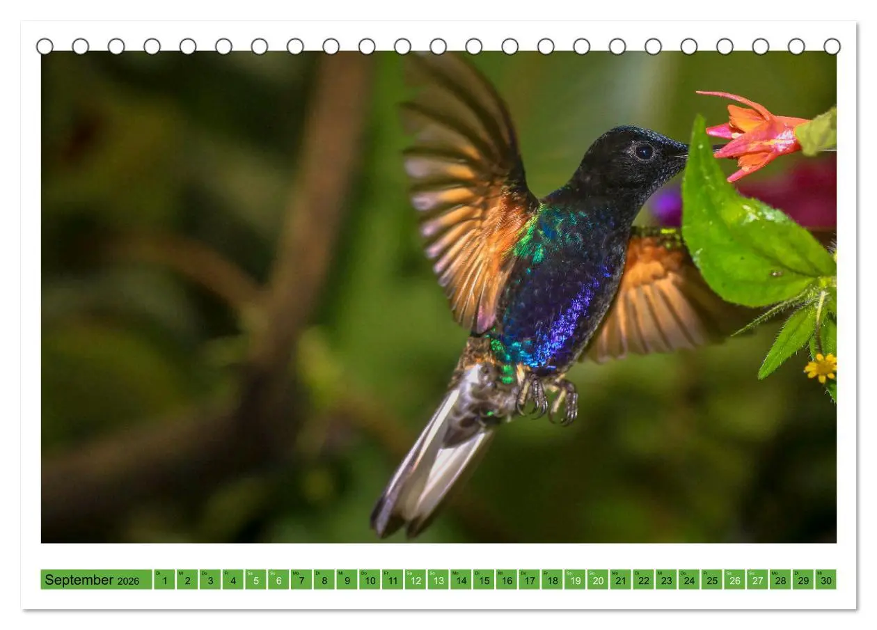 Bild: 9783457520321 | Kolibris; Anmut, Schönheit, Farben (Tischkalender 2026 DIN A5...