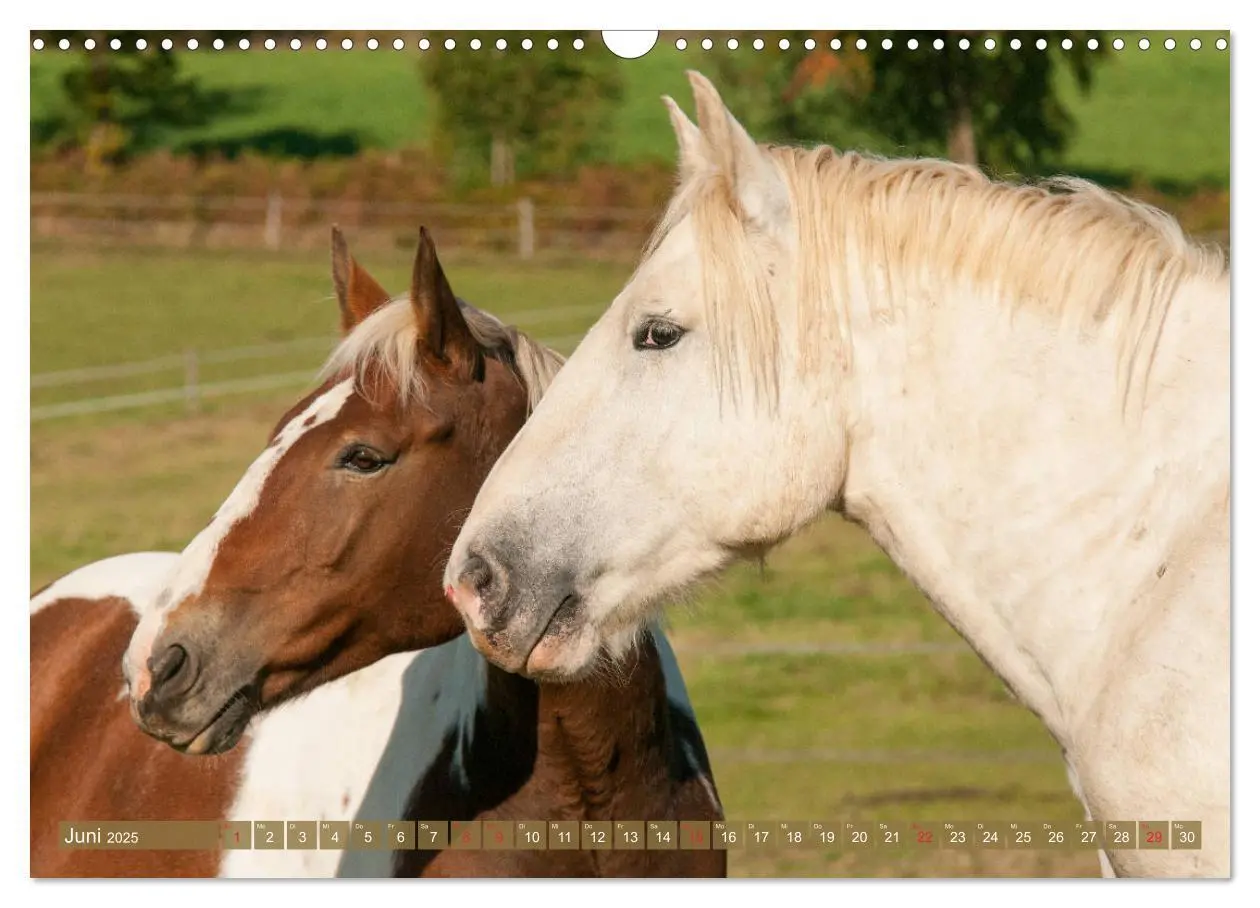 Bild: 9783435270521 | Kaltblüter - Schwere Pferde mit Charme (Wandkalender 2025 DIN A3...