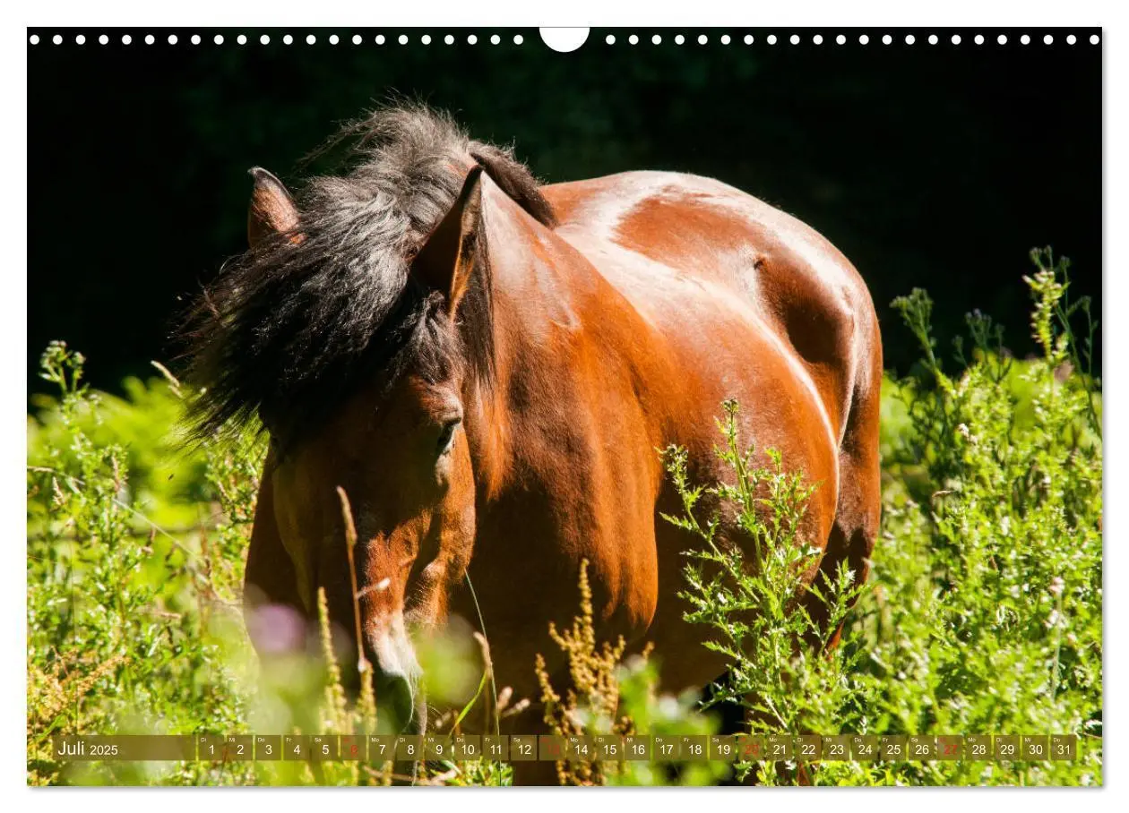 Bild: 9783435270521 | Kaltblüter - Schwere Pferde mit Charme (Wandkalender 2025 DIN A3...