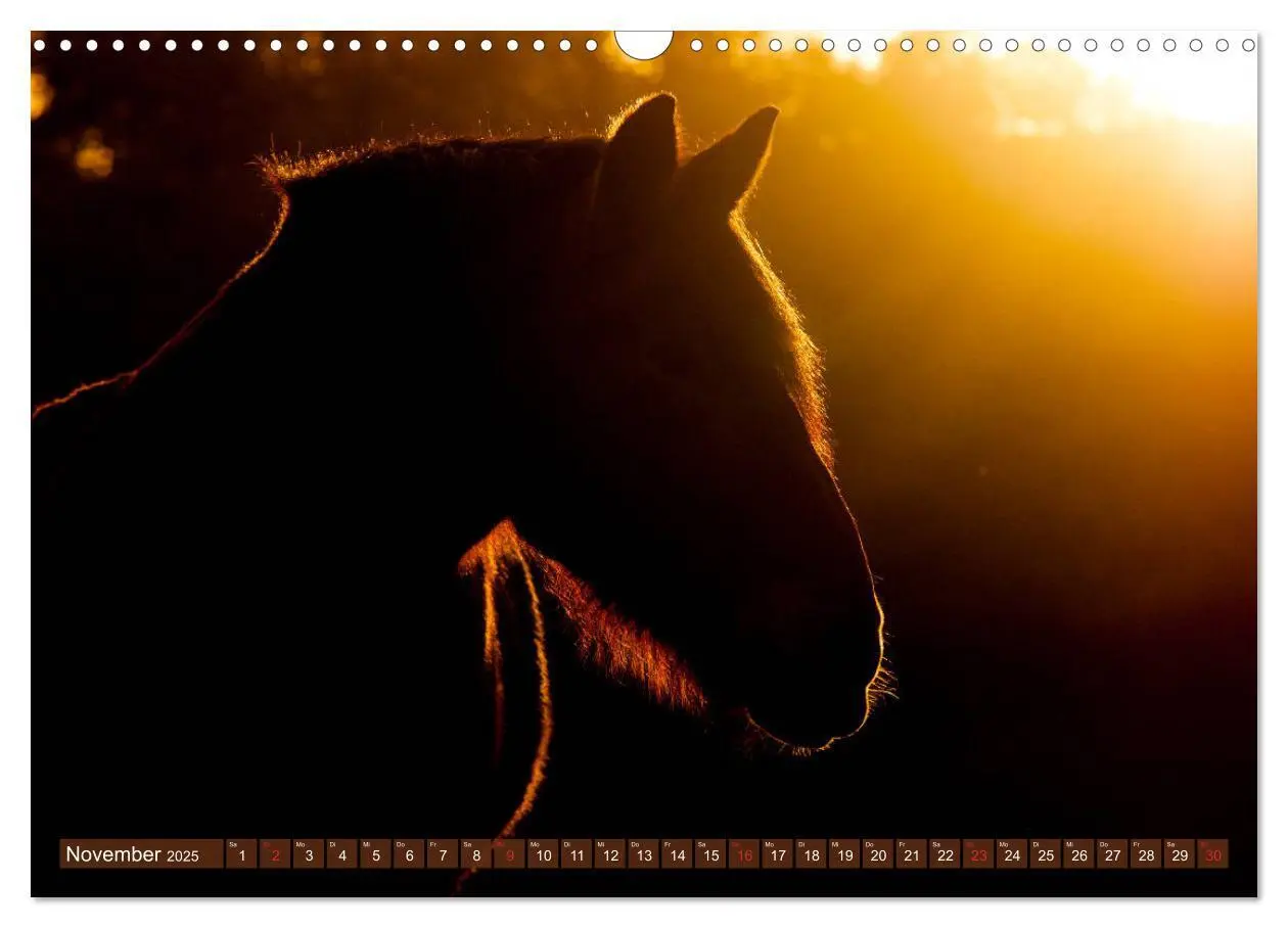 Bild: 9783435270521 | Kaltblüter - Schwere Pferde mit Charme (Wandkalender 2025 DIN A3...