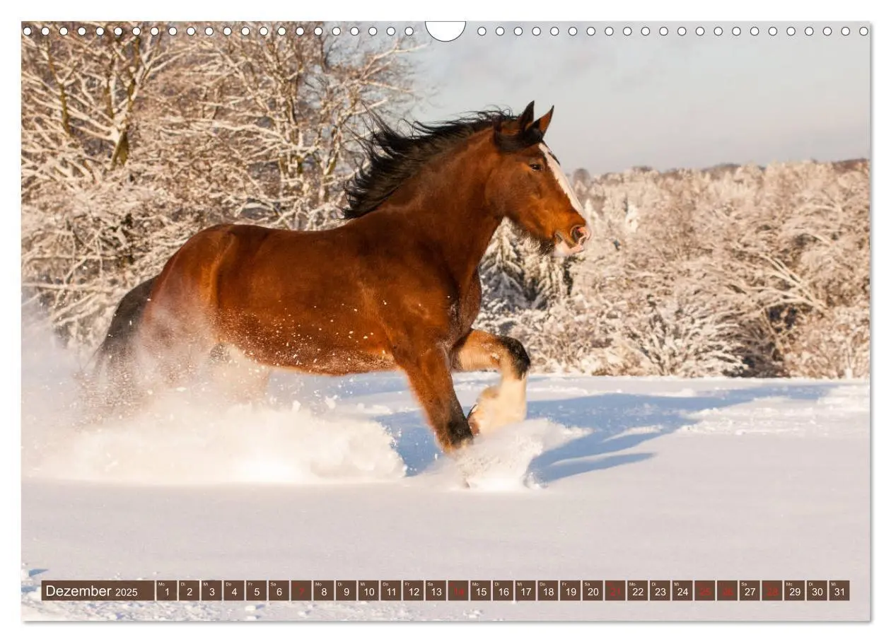 Bild: 9783435270521 | Kaltblüter - Schwere Pferde mit Charme (Wandkalender 2025 DIN A3...