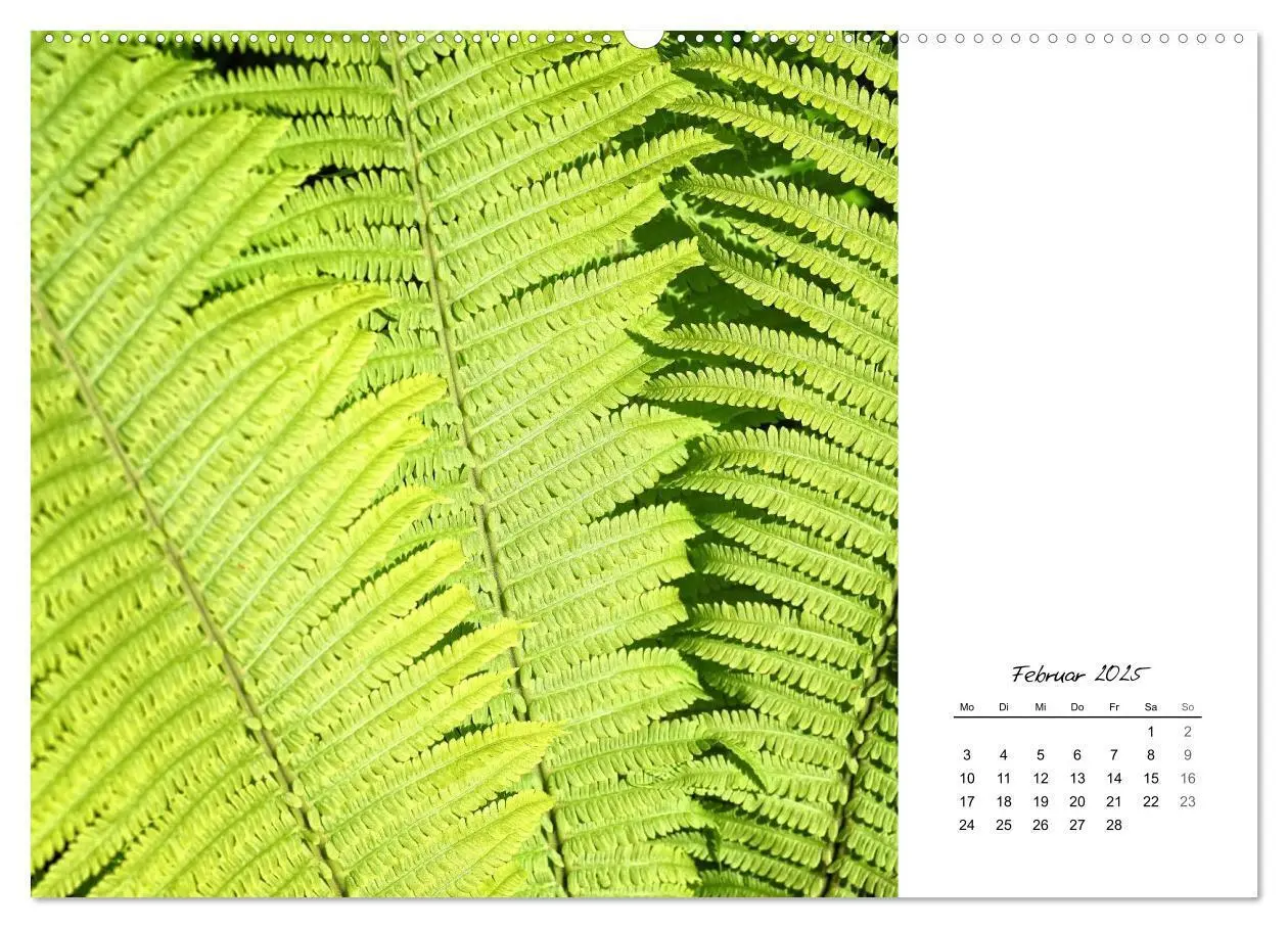 Bild: 9783435640621 | Blattkunst (Wandkalender 2025 DIN A2 quer), CALVENDO Monatskalender