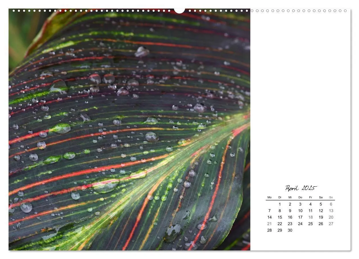Bild: 9783435640621 | Blattkunst (Wandkalender 2025 DIN A2 quer), CALVENDO Monatskalender