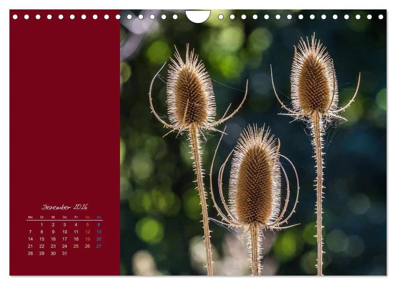 Bild: 9783516670721 | Blütenstil (Wandkalender 2026 DIN A4 quer), CALVENDO Monatskalender