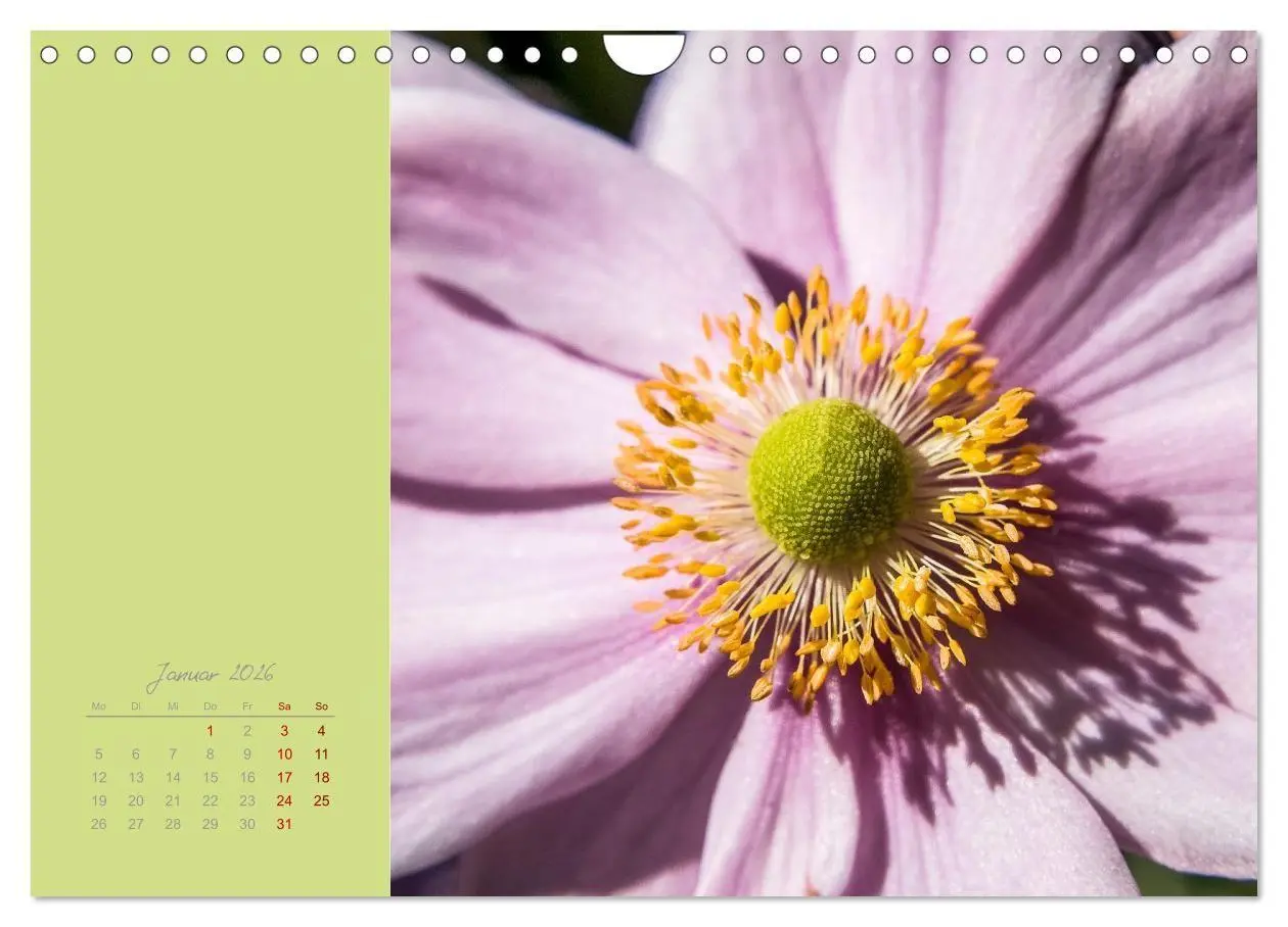 Bild: 9783516670721 | Blütenstil (Wandkalender 2026 DIN A4 quer), CALVENDO Monatskalender