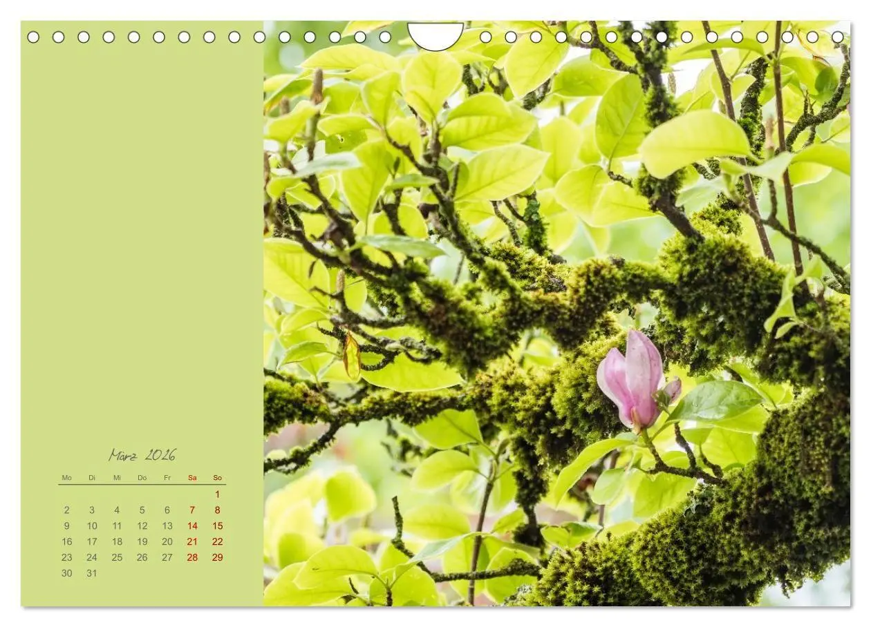 Bild: 9783516670721 | Blütenstil (Wandkalender 2026 DIN A4 quer), CALVENDO Monatskalender