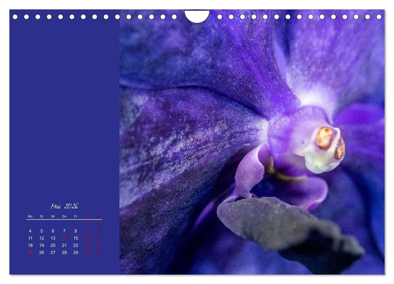 Bild: 9783516670721 | Blütenstil (Wandkalender 2026 DIN A4 quer), CALVENDO Monatskalender