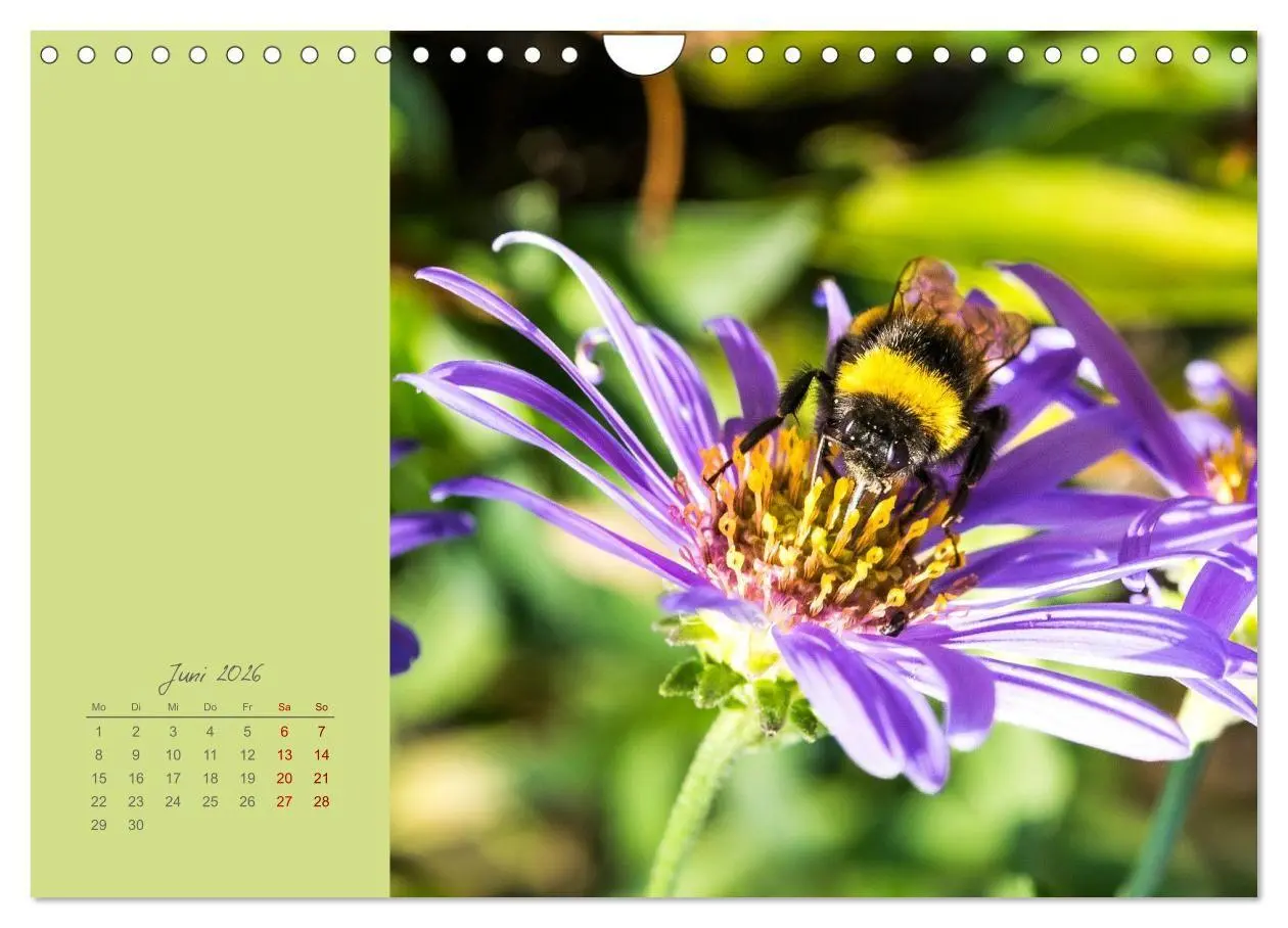 Bild: 9783516670721 | Blütenstil (Wandkalender 2026 DIN A4 quer), CALVENDO Monatskalender