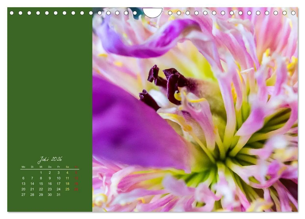 Bild: 9783516670721 | Blütenstil (Wandkalender 2026 DIN A4 quer), CALVENDO Monatskalender