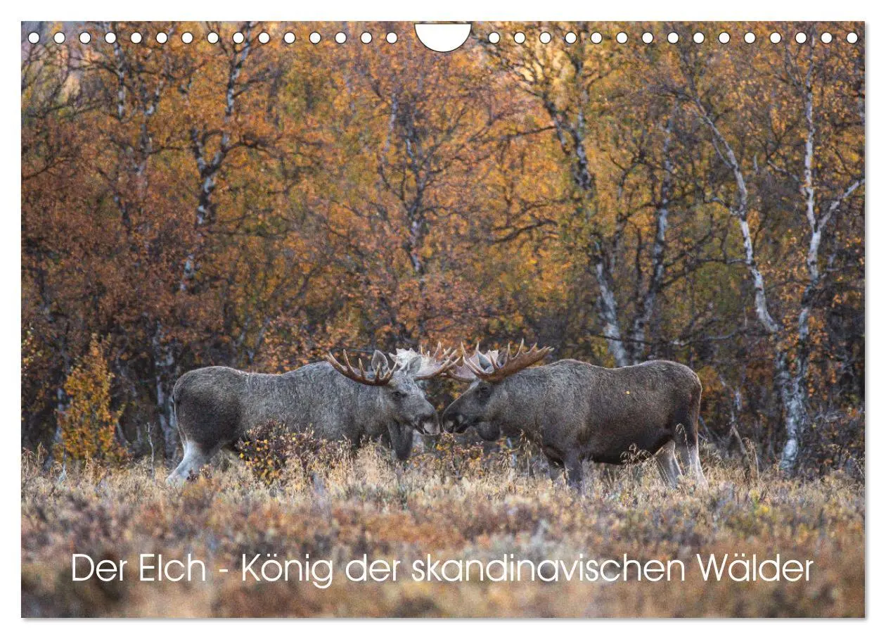 Cover: 9783457570821 | Der Elch - König der skandinavischen Wälder (Wandkalender 2026 DIN...