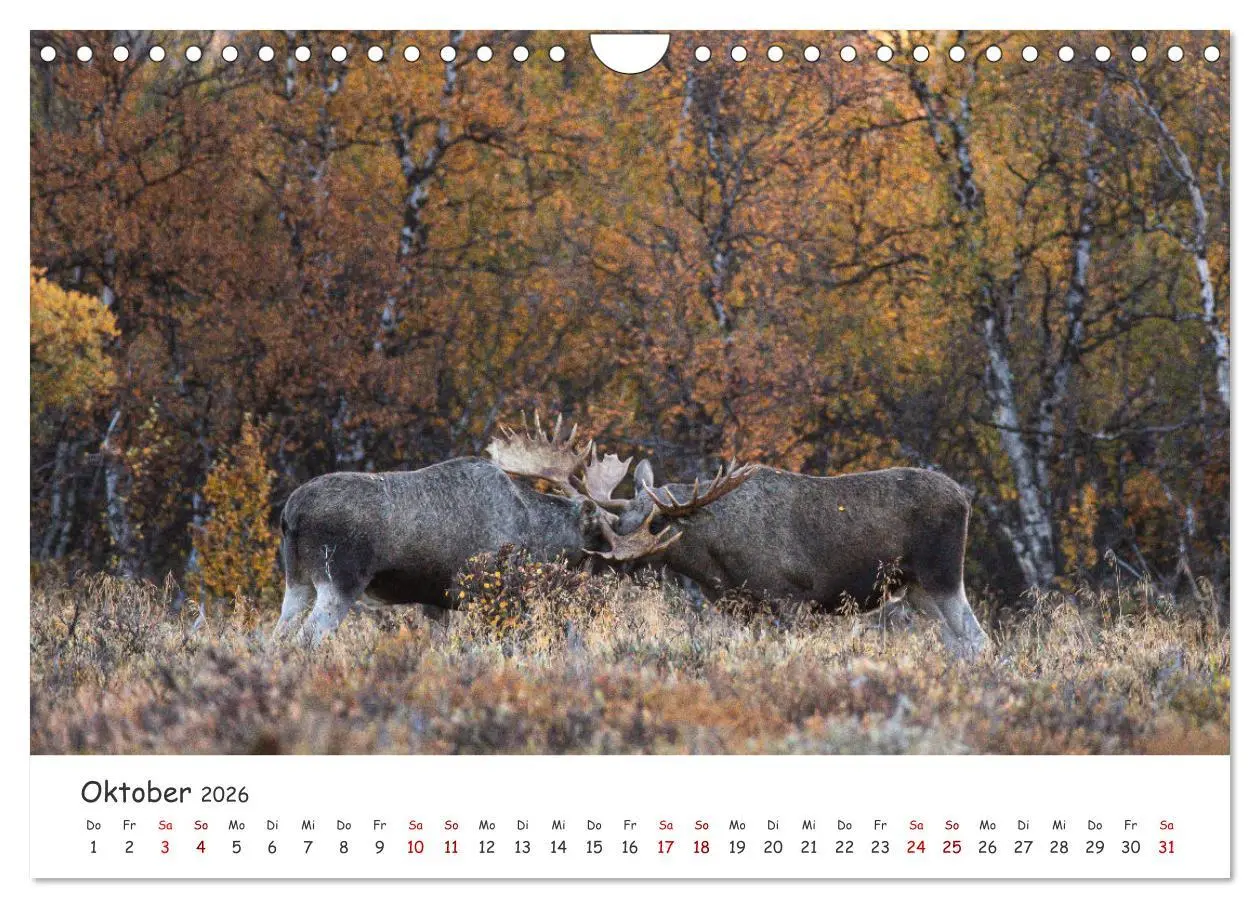 Bild: 9783457570821 | Der Elch - König der skandinavischen Wälder (Wandkalender 2026 DIN...