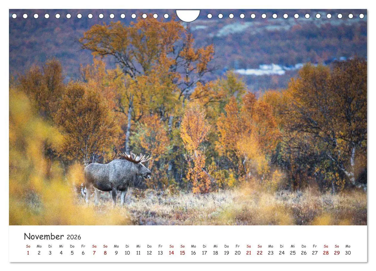 Bild: 9783457570821 | Der Elch - König der skandinavischen Wälder (Wandkalender 2026 DIN...