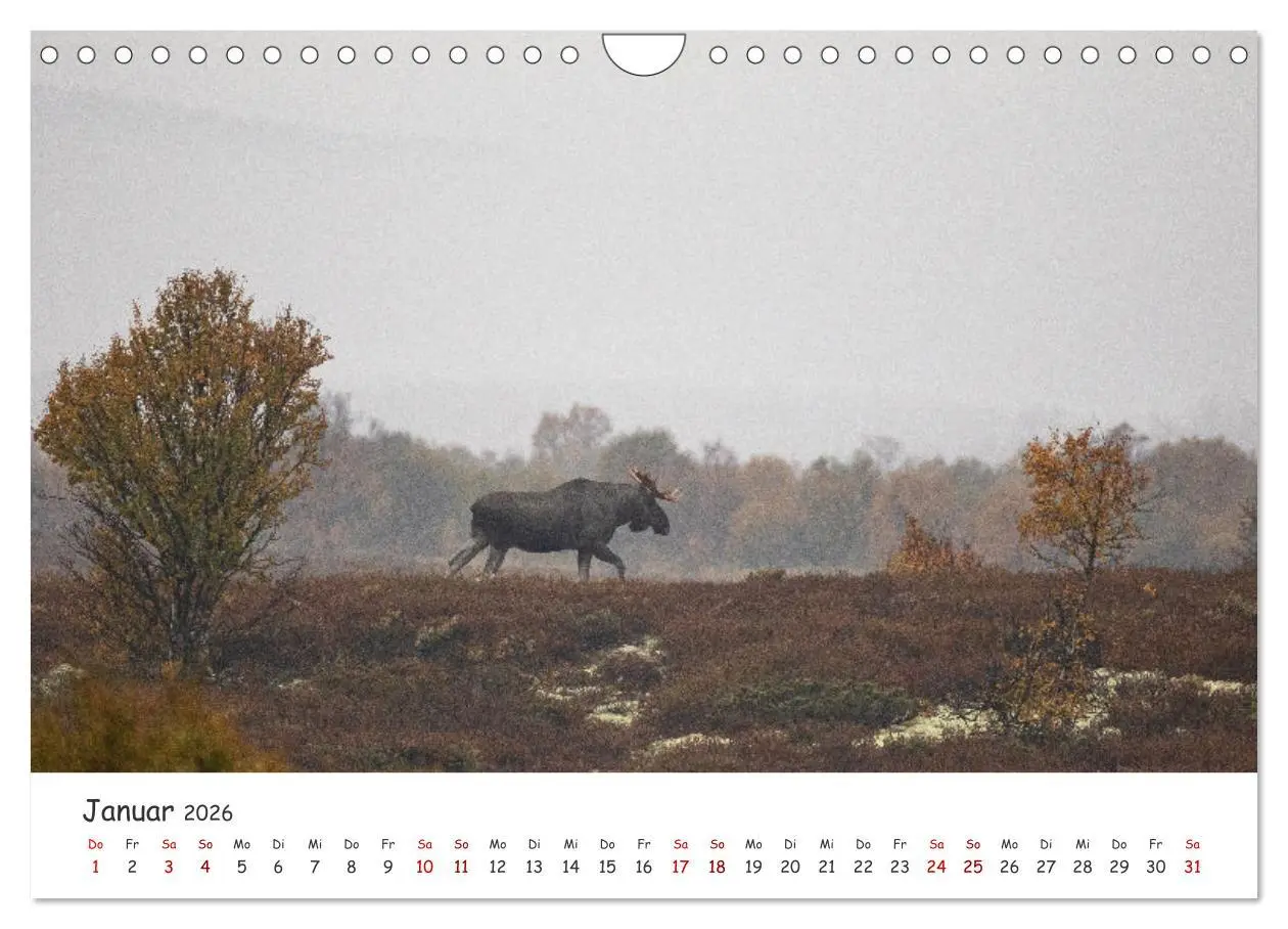 Bild: 9783457570821 | Der Elch - König der skandinavischen Wälder (Wandkalender 2026 DIN...
