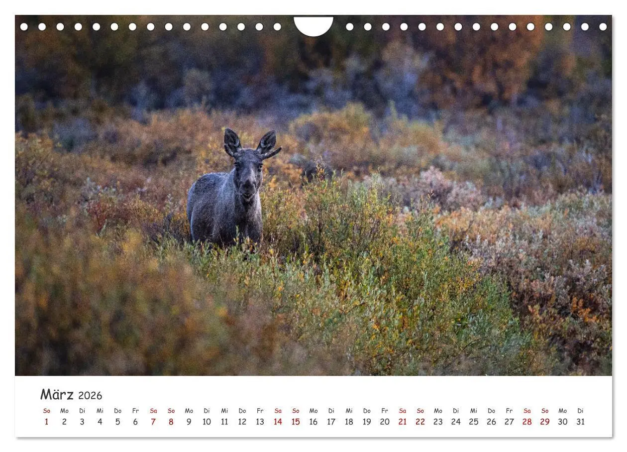 Bild: 9783457570821 | Der Elch - König der skandinavischen Wälder (Wandkalender 2026 DIN...
