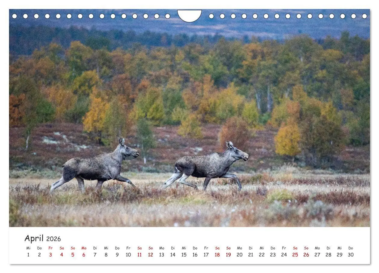 Bild: 9783457570821 | Der Elch - König der skandinavischen Wälder (Wandkalender 2026 DIN...