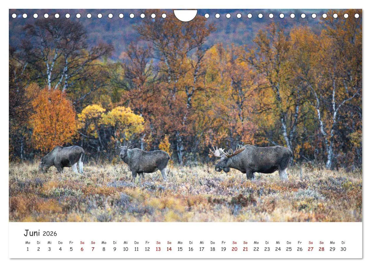 Bild: 9783457570821 | Der Elch - König der skandinavischen Wälder (Wandkalender 2026 DIN...