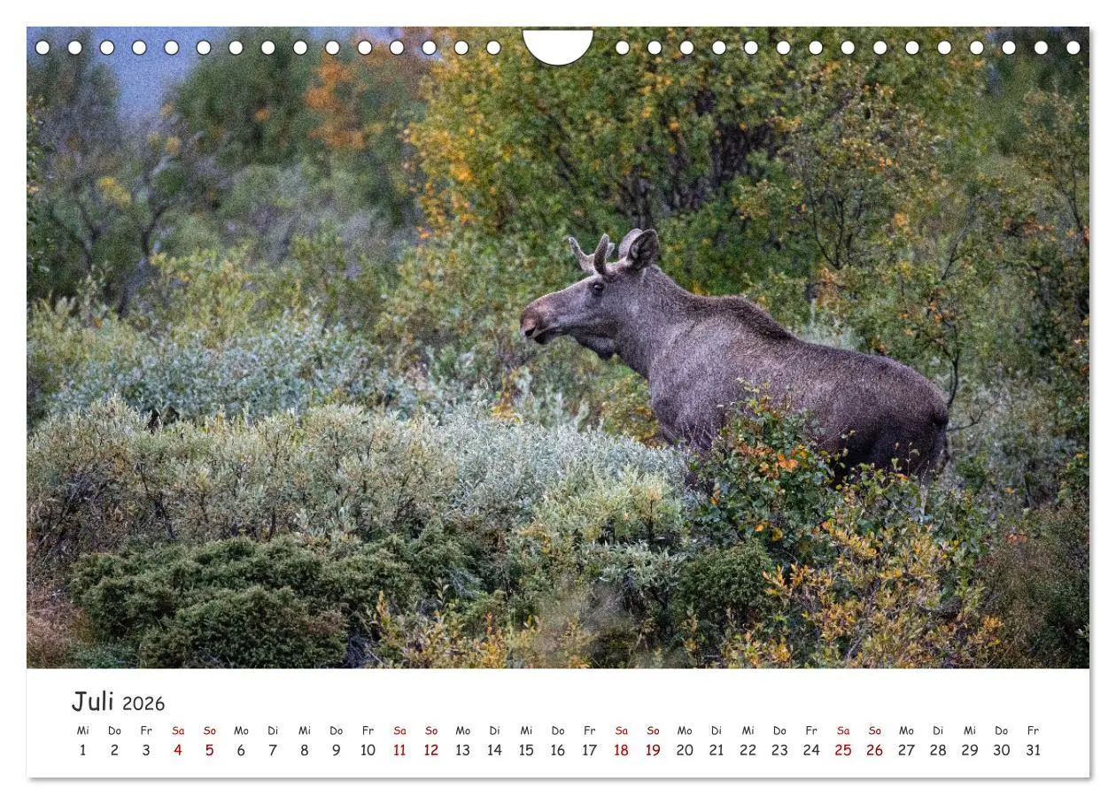 Bild: 9783457570821 | Der Elch - König der skandinavischen Wälder (Wandkalender 2026 DIN...