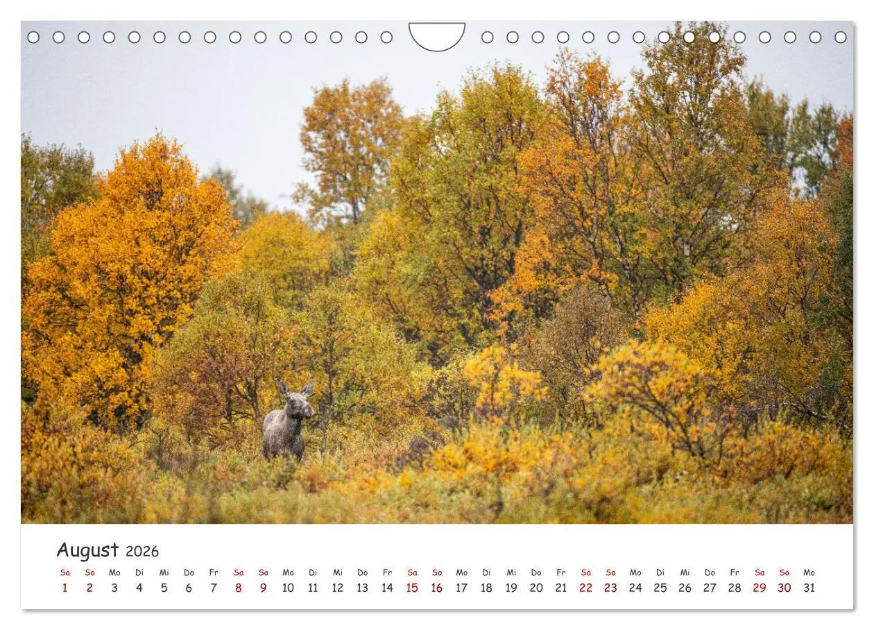 Bild: 9783457570821 | Der Elch - König der skandinavischen Wälder (Wandkalender 2026 DIN...