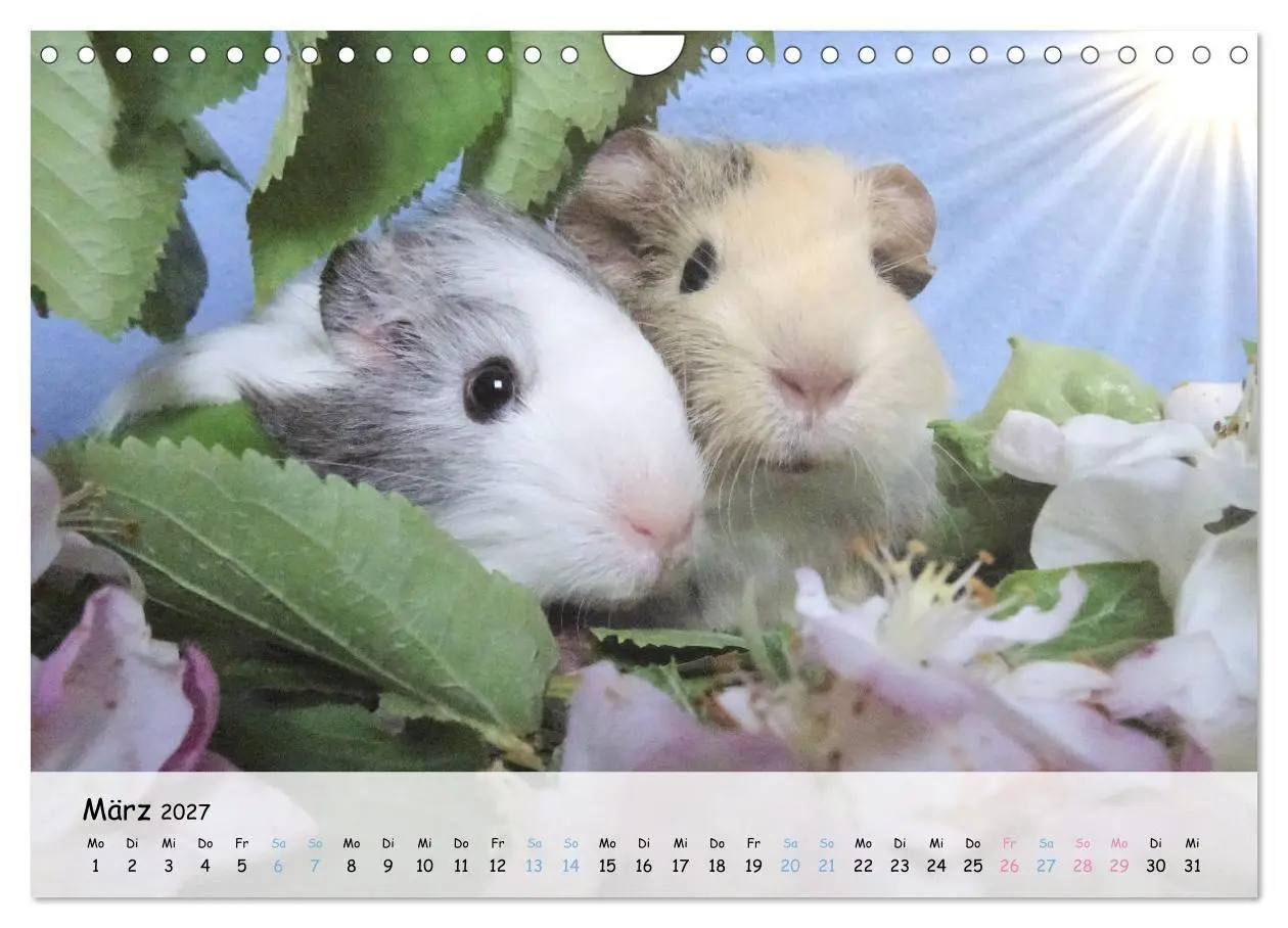 Bild: 9783569561021 | Meerschweinchen 2027 - bezaubernd, hinreißend, entzückend...