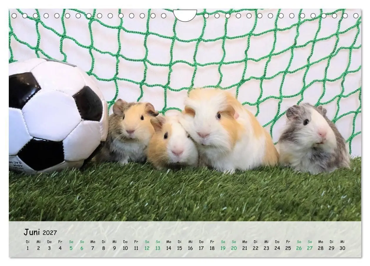 Bild: 9783569561021 | Meerschweinchen 2027 - bezaubernd, hinreißend, entzückend...