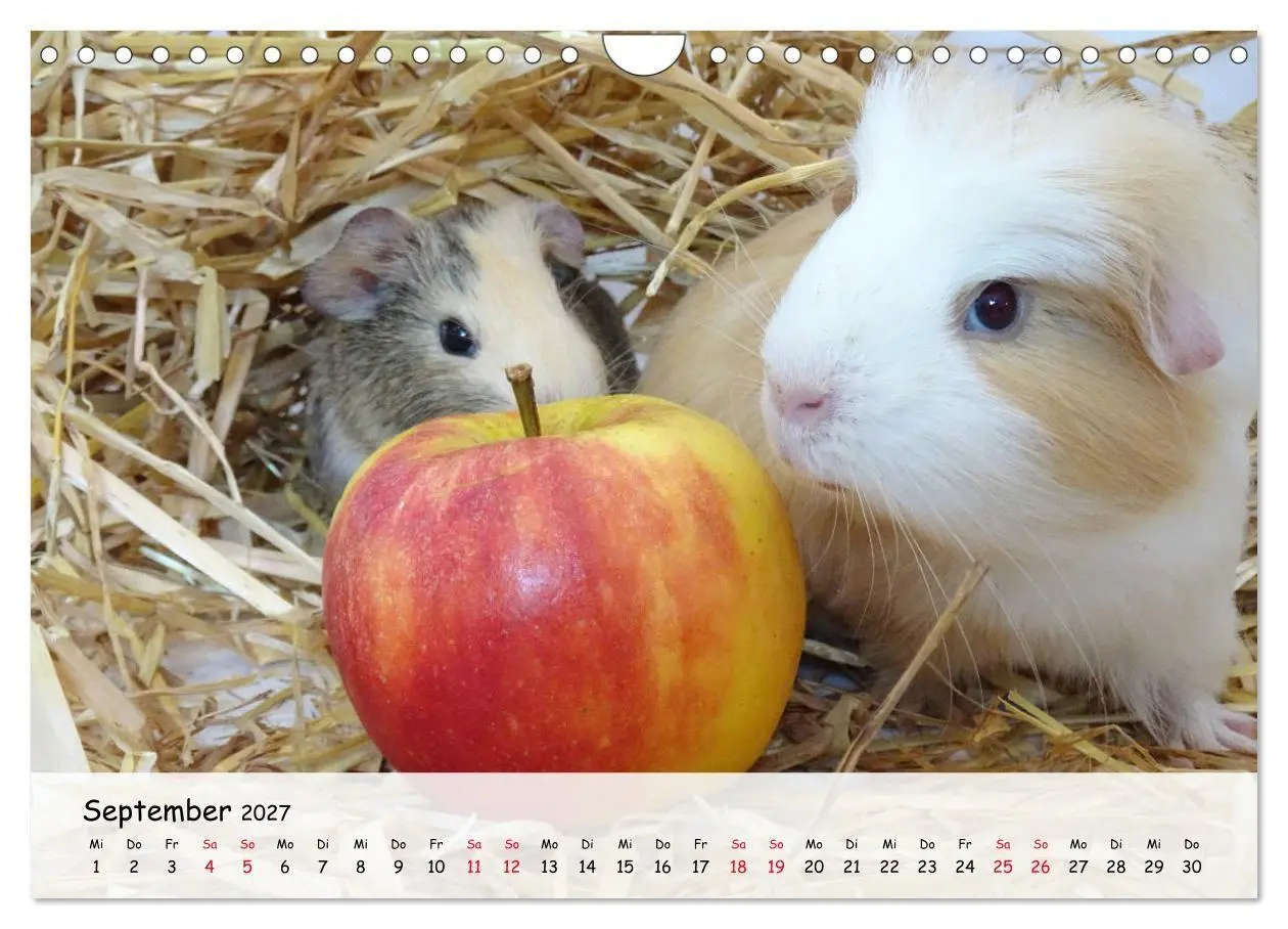 Bild: 9783569561021 | Meerschweinchen 2027 - bezaubernd, hinreißend, entzückend...