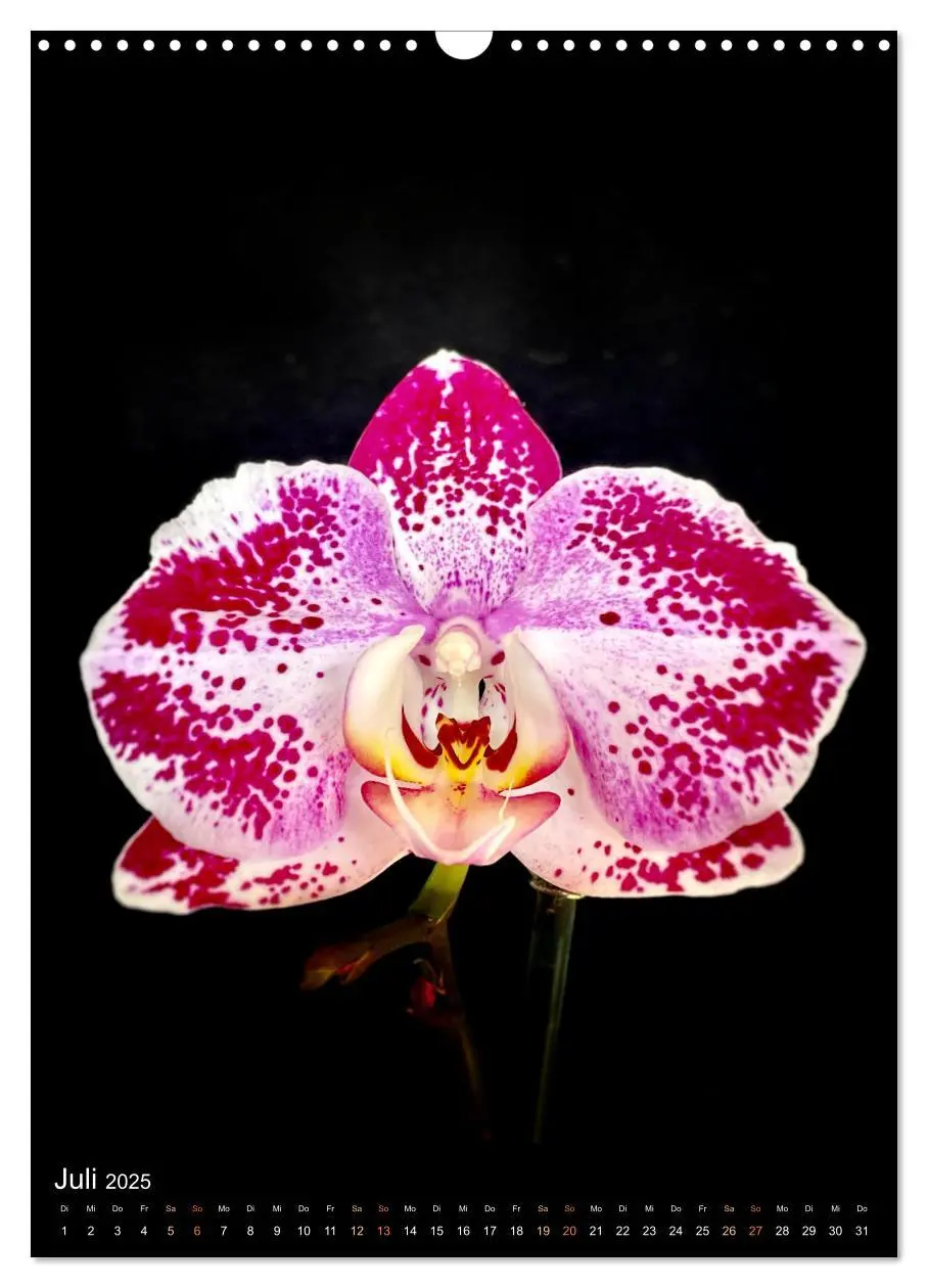Bild: 9783435881321 | Orchideen - Exoten im Wohnzimmer (Wandkalender 2025 DIN A3 hoch),...