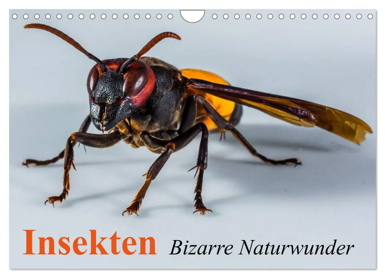 Cover: 9783516131321 | Insekten ¿ Bizarre Naturwunder (Wandkalender 2026 DIN A4 quer),...