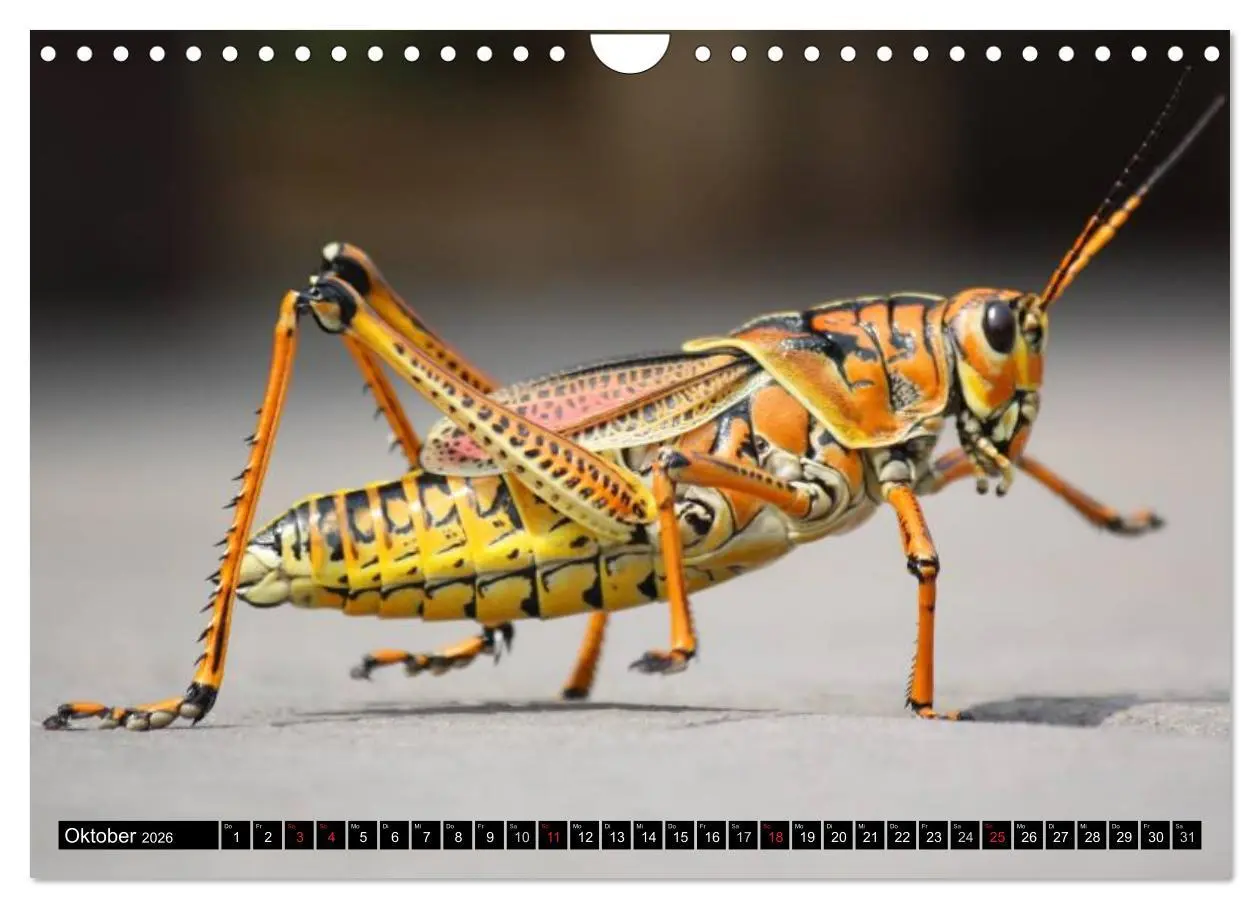 Bild: 9783516131321 | Insekten ¿ Bizarre Naturwunder (Wandkalender 2026 DIN A4 quer),...