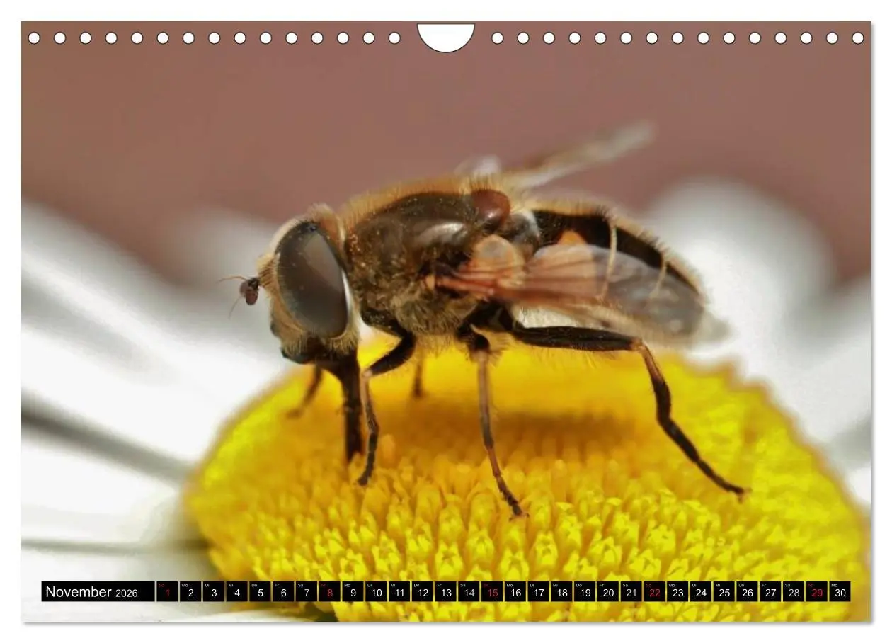 Bild: 9783516131321 | Insekten ¿ Bizarre Naturwunder (Wandkalender 2026 DIN A4 quer),...