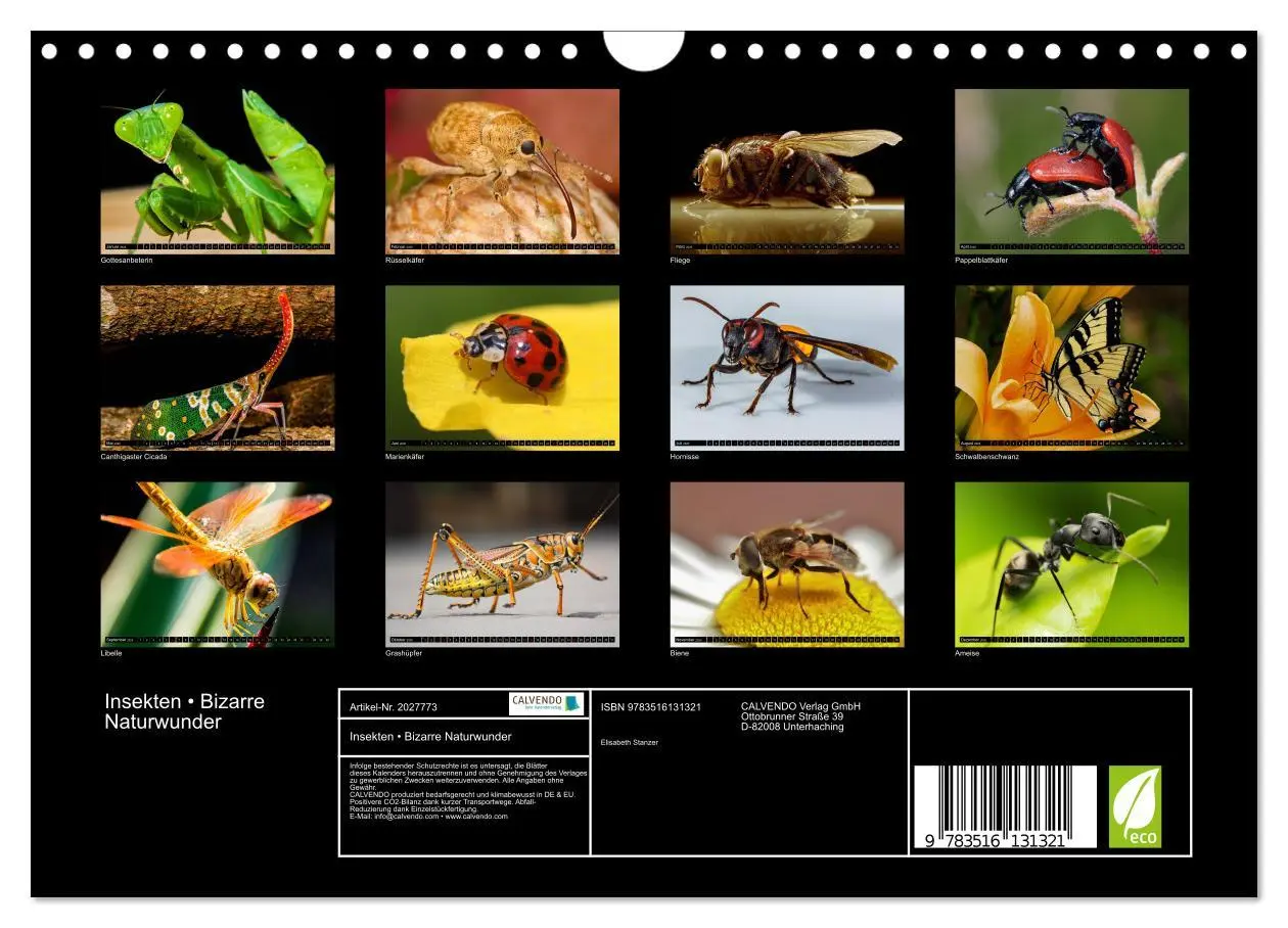 Bild: 9783516131321 | Insekten ¿ Bizarre Naturwunder (Wandkalender 2026 DIN A4 quer),...