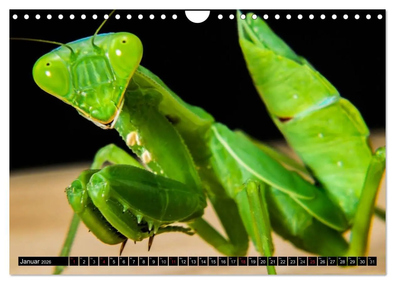 Bild: 9783516131321 | Insekten ¿ Bizarre Naturwunder (Wandkalender 2026 DIN A4 quer),...