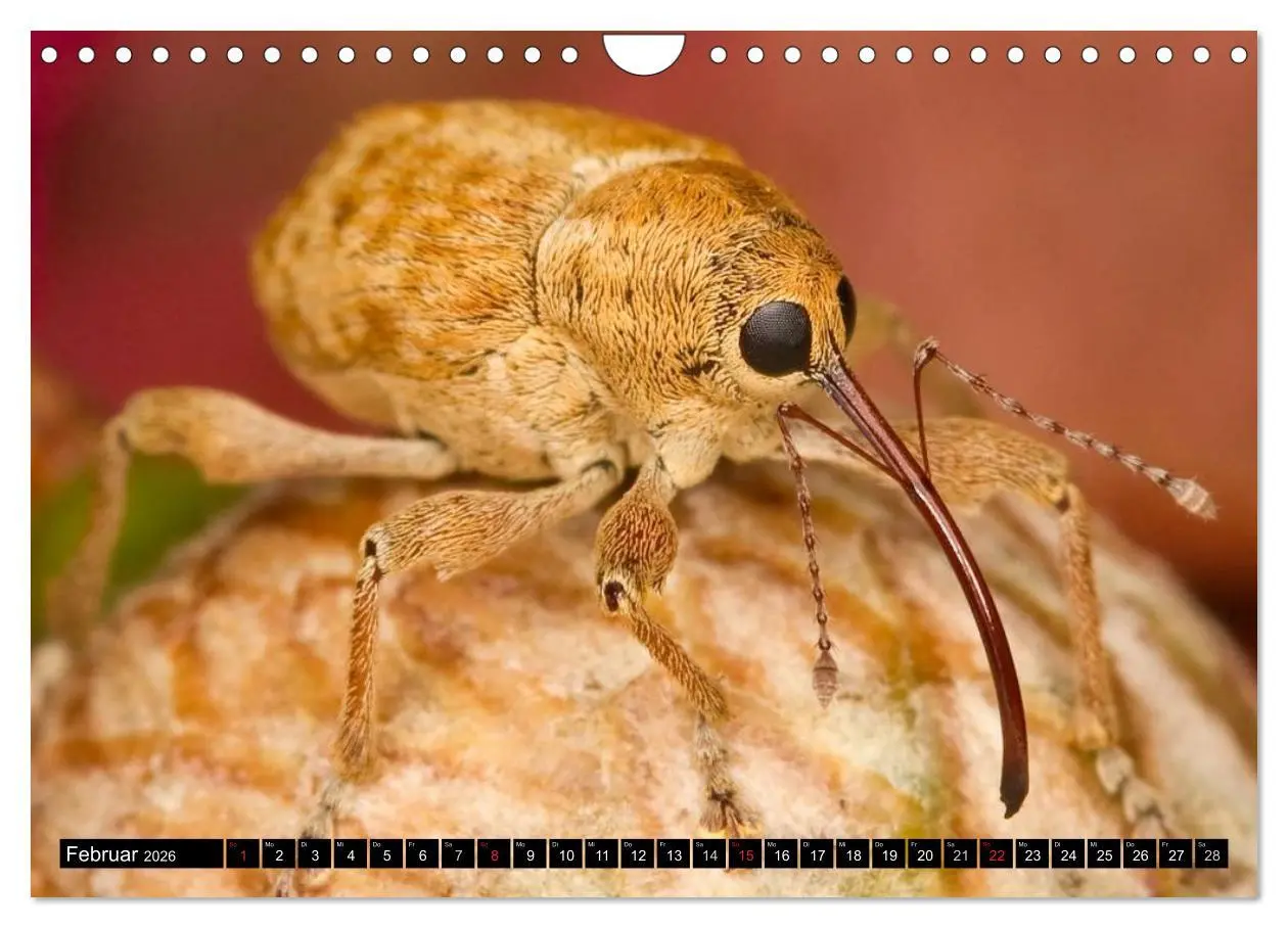 Bild: 9783516131321 | Insekten ¿ Bizarre Naturwunder (Wandkalender 2026 DIN A4 quer),...