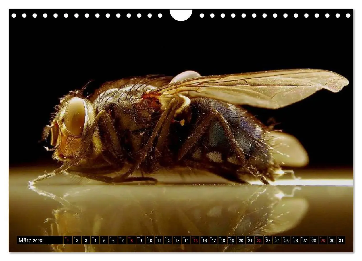 Bild: 9783516131321 | Insekten ¿ Bizarre Naturwunder (Wandkalender 2026 DIN A4 quer),...
