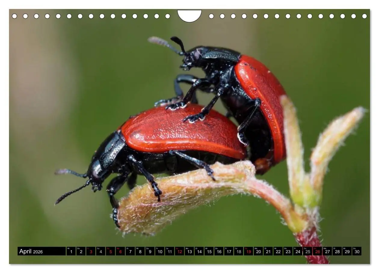 Bild: 9783516131321 | Insekten ¿ Bizarre Naturwunder (Wandkalender 2026 DIN A4 quer),...