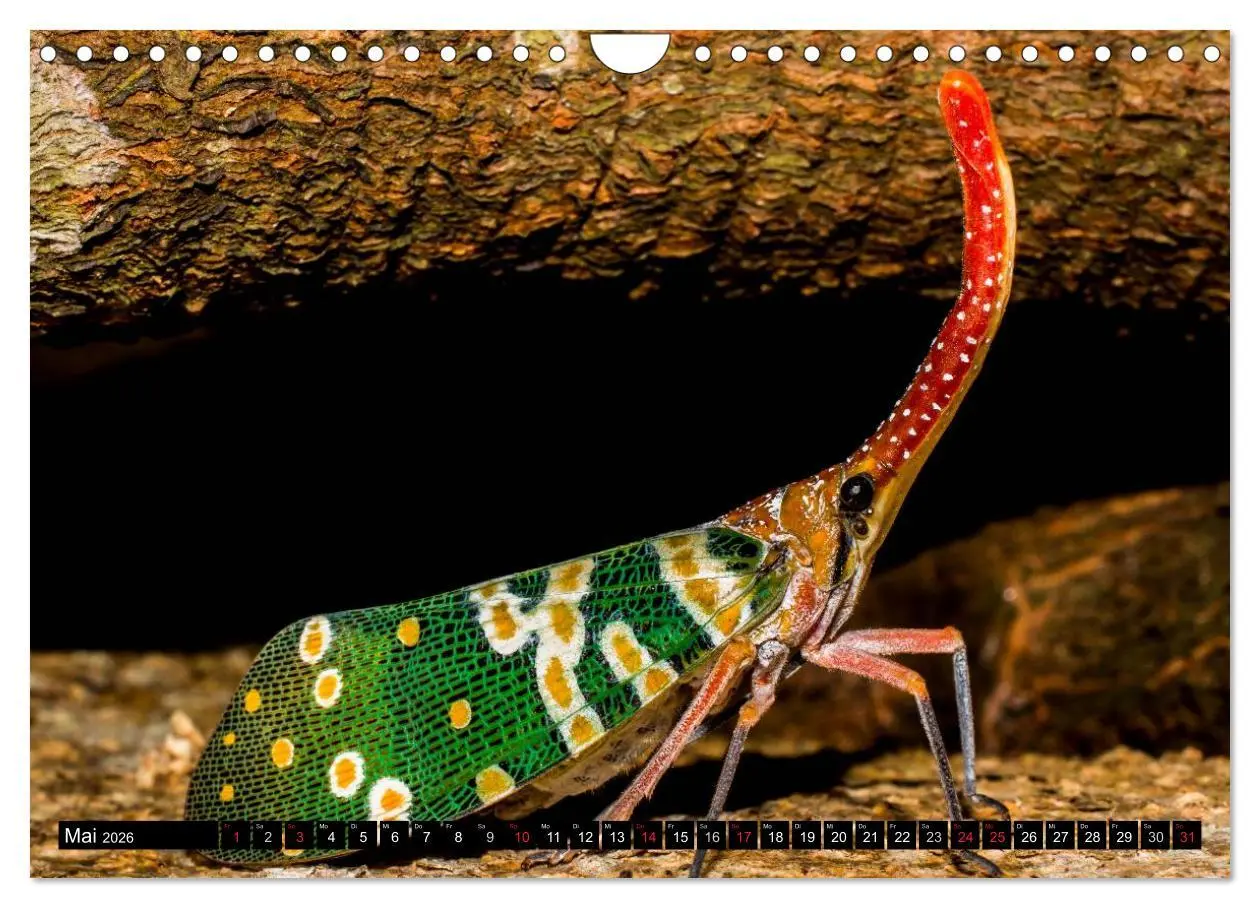 Bild: 9783516131321 | Insekten ¿ Bizarre Naturwunder (Wandkalender 2026 DIN A4 quer),...