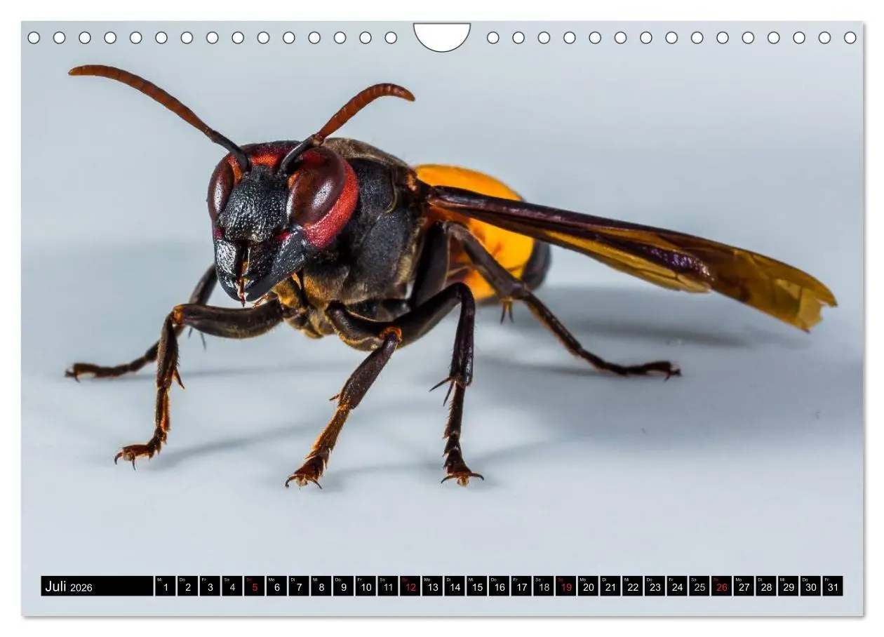 Bild: 9783516131321 | Insekten ¿ Bizarre Naturwunder (Wandkalender 2026 DIN A4 quer),...