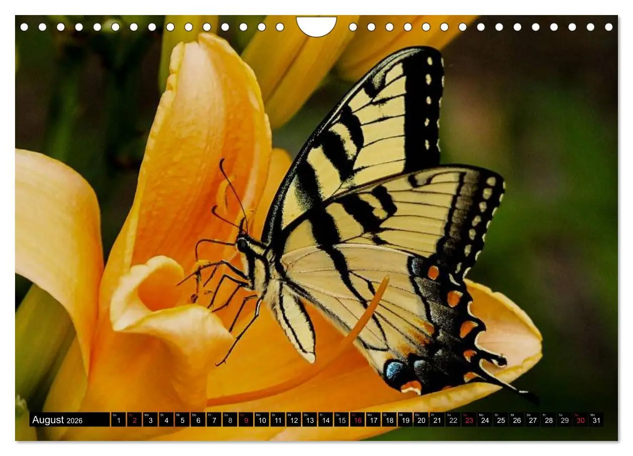 Bild: 9783516131321 | Insekten ¿ Bizarre Naturwunder (Wandkalender 2026 DIN A4 quer),...