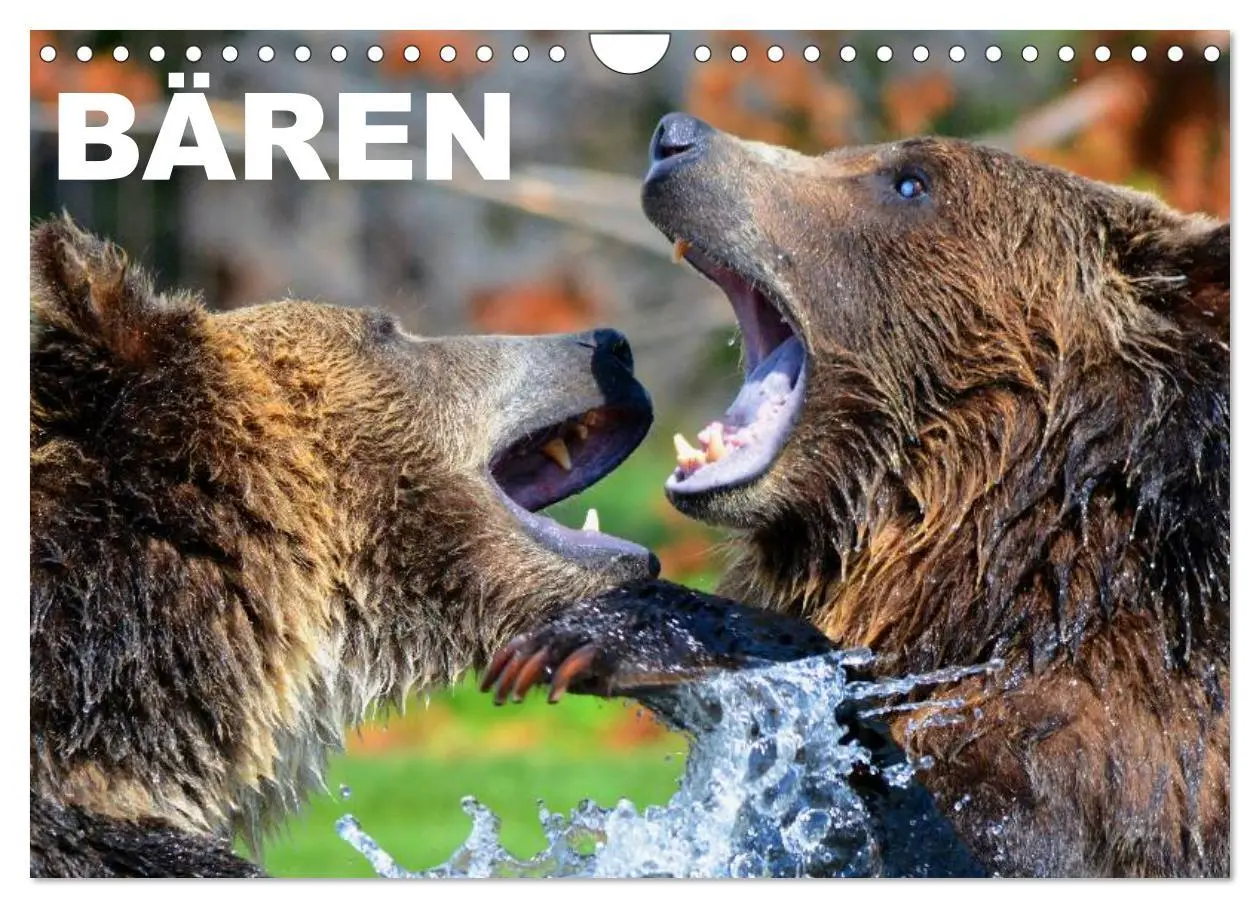 Cover: 9783516111521 | Bären (Wandkalender 2026 DIN A4 quer), CALVENDO Monatskalender | 2026