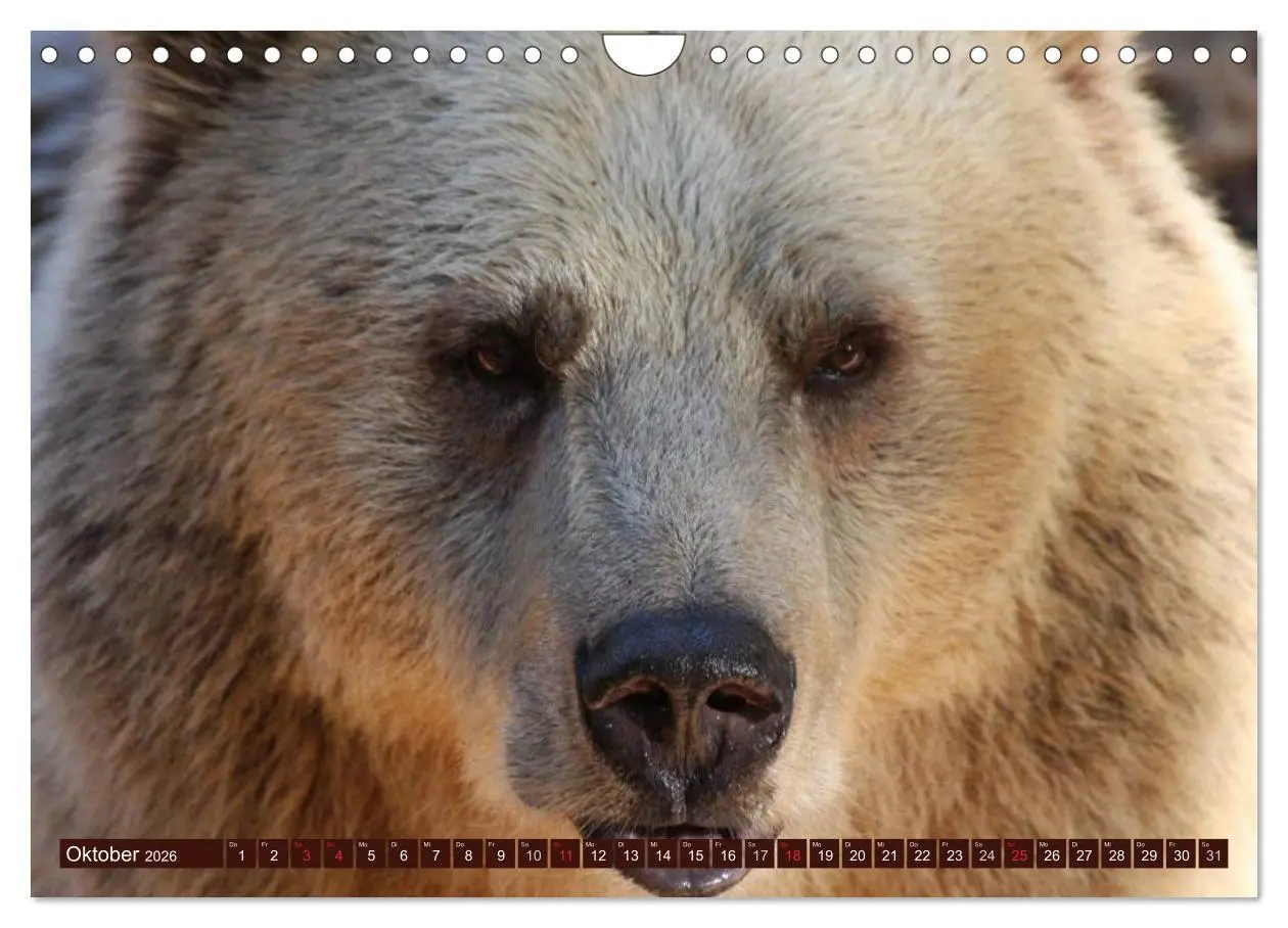 Bild: 9783516111521 | Bären (Wandkalender 2026 DIN A4 quer), CALVENDO Monatskalender | 2026