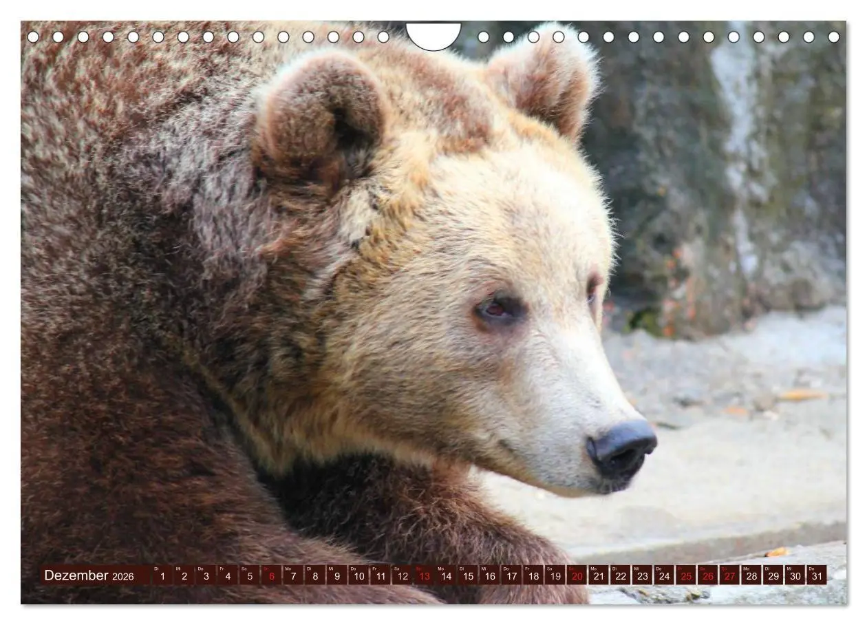 Bild: 9783516111521 | Bären (Wandkalender 2026 DIN A4 quer), CALVENDO Monatskalender | 2026