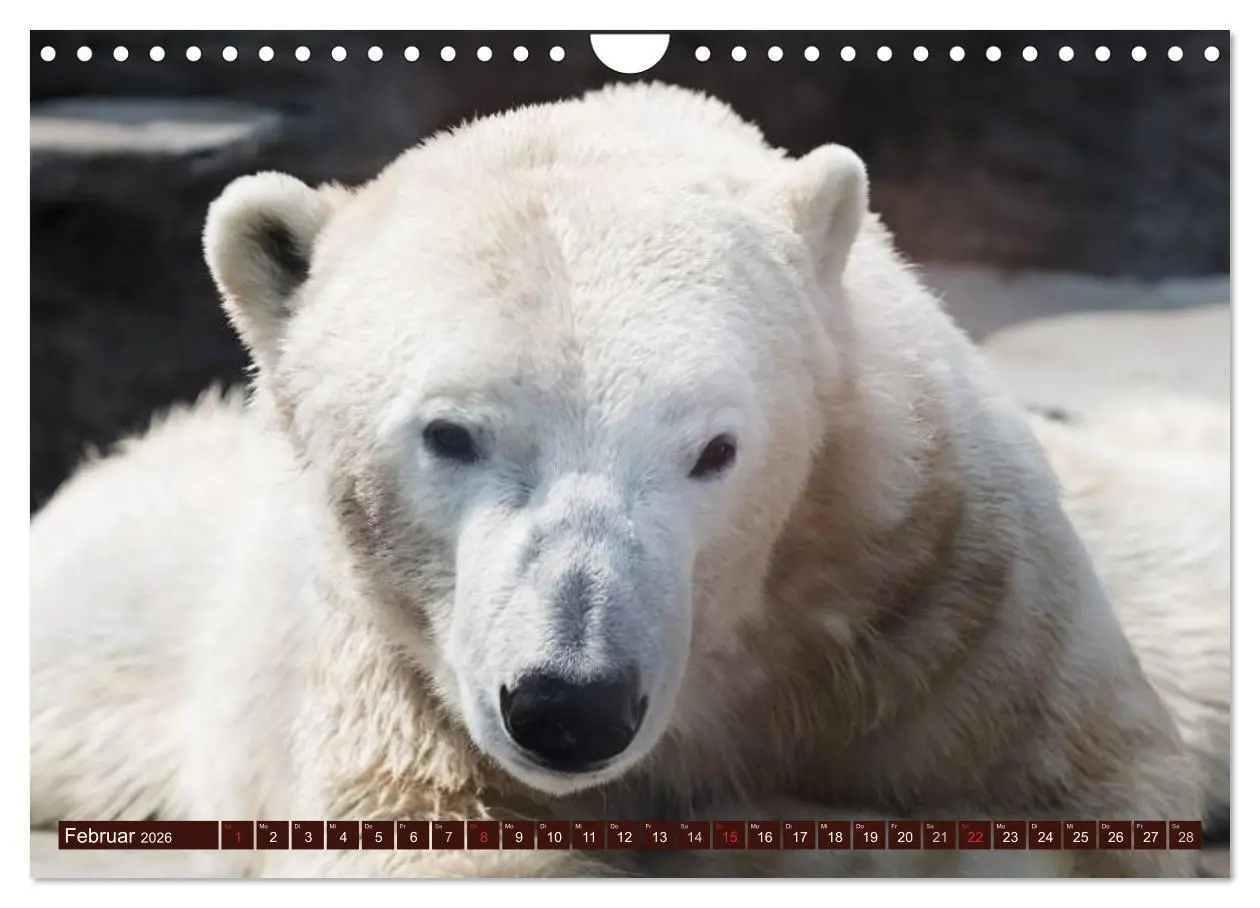 Bild: 9783516111521 | Bären (Wandkalender 2026 DIN A4 quer), CALVENDO Monatskalender | 2026