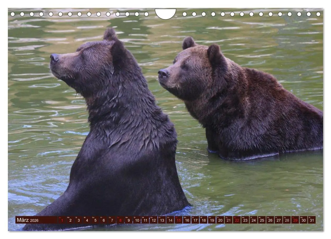 Bild: 9783516111521 | Bären (Wandkalender 2026 DIN A4 quer), CALVENDO Monatskalender | 2026