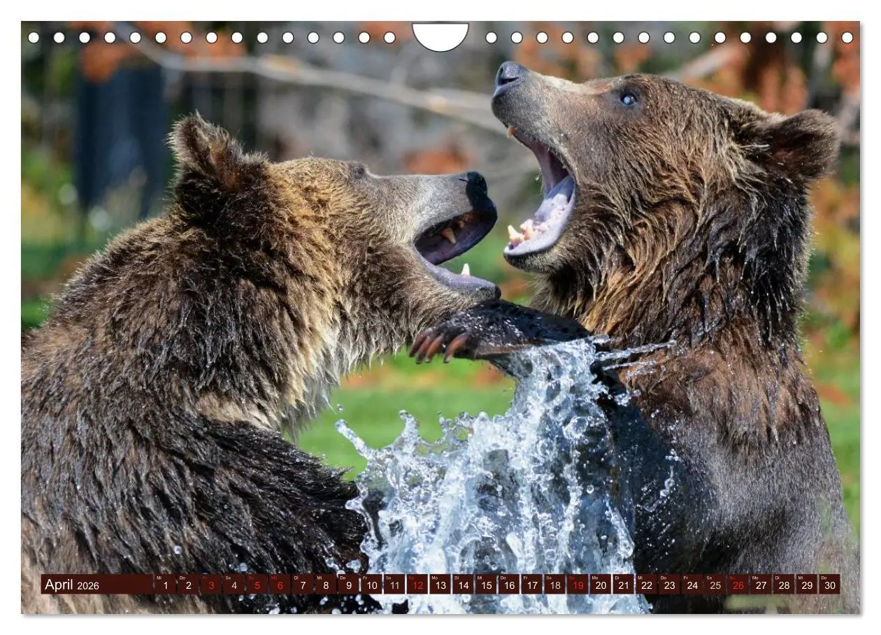 Bild: 9783516111521 | Bären (Wandkalender 2026 DIN A4 quer), CALVENDO Monatskalender | 2026