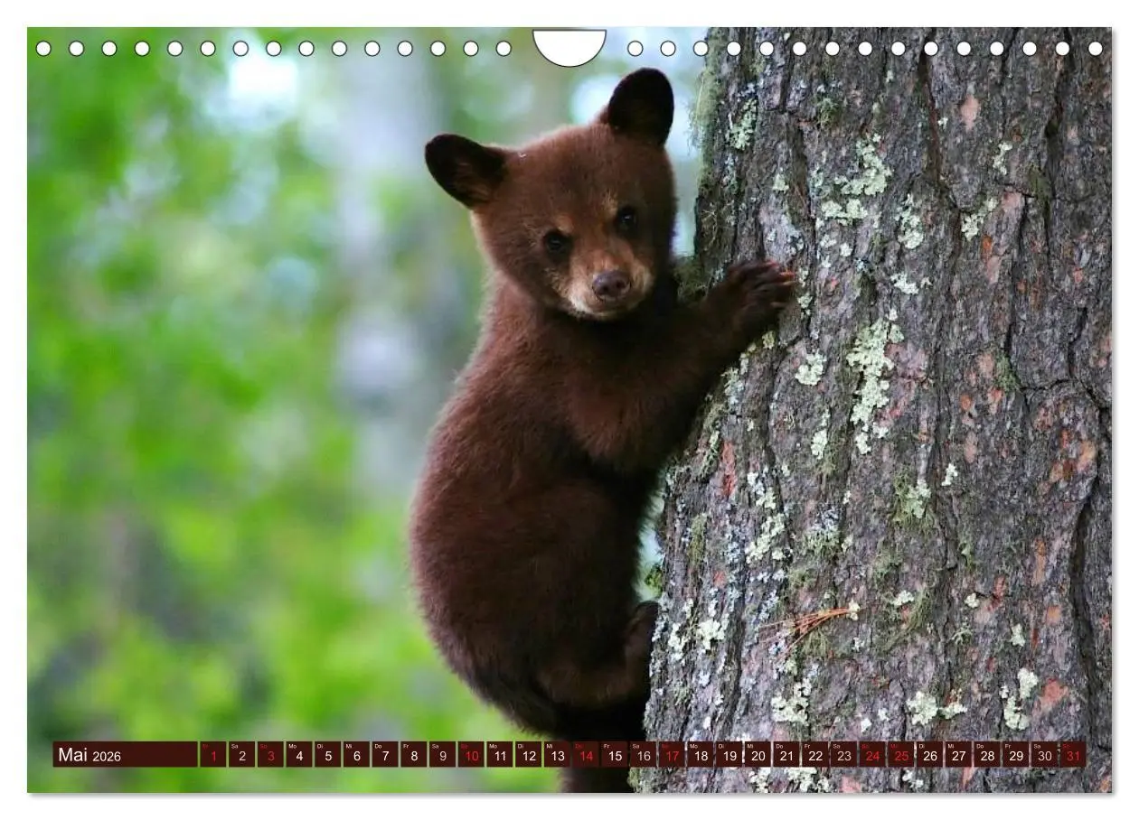 Bild: 9783516111521 | Bären (Wandkalender 2026 DIN A4 quer), CALVENDO Monatskalender | 2026